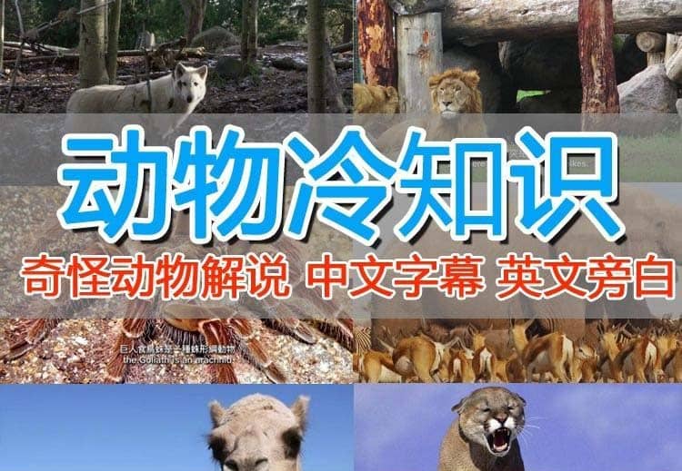 外面卖1699的国外纪录片解说（动物解说、美食、动画片）稳过中视频-枫叶微课堂